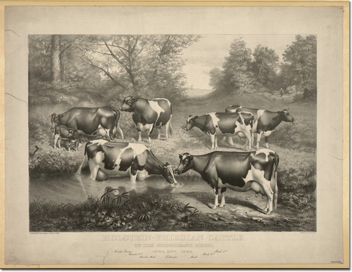 holstein-friesian-cattle-of-the-brookbank-herd-iowa-city-iowa